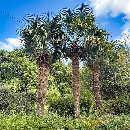 Le Domaine De Rose *