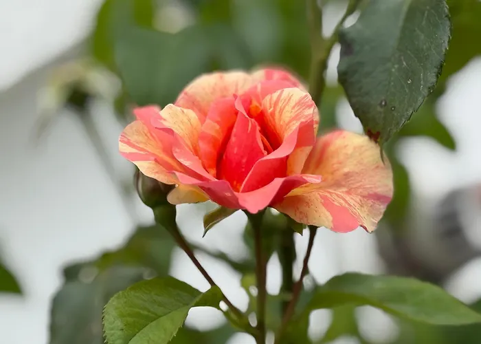 Nyaraló Le Domaine De Rose *