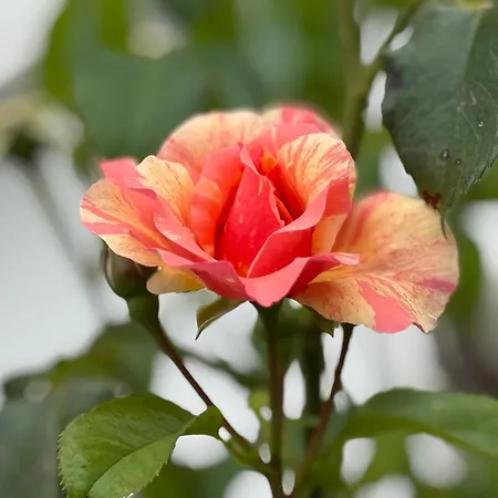 Ferienhaus Le Domaine De Rose *